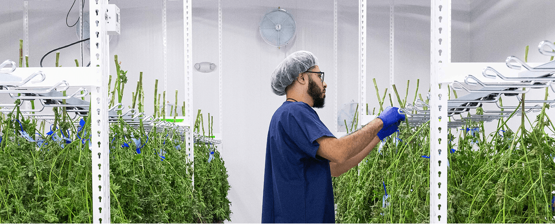 Sweetspot Cannabis Grow Facility